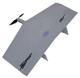 wasp-2.jpg